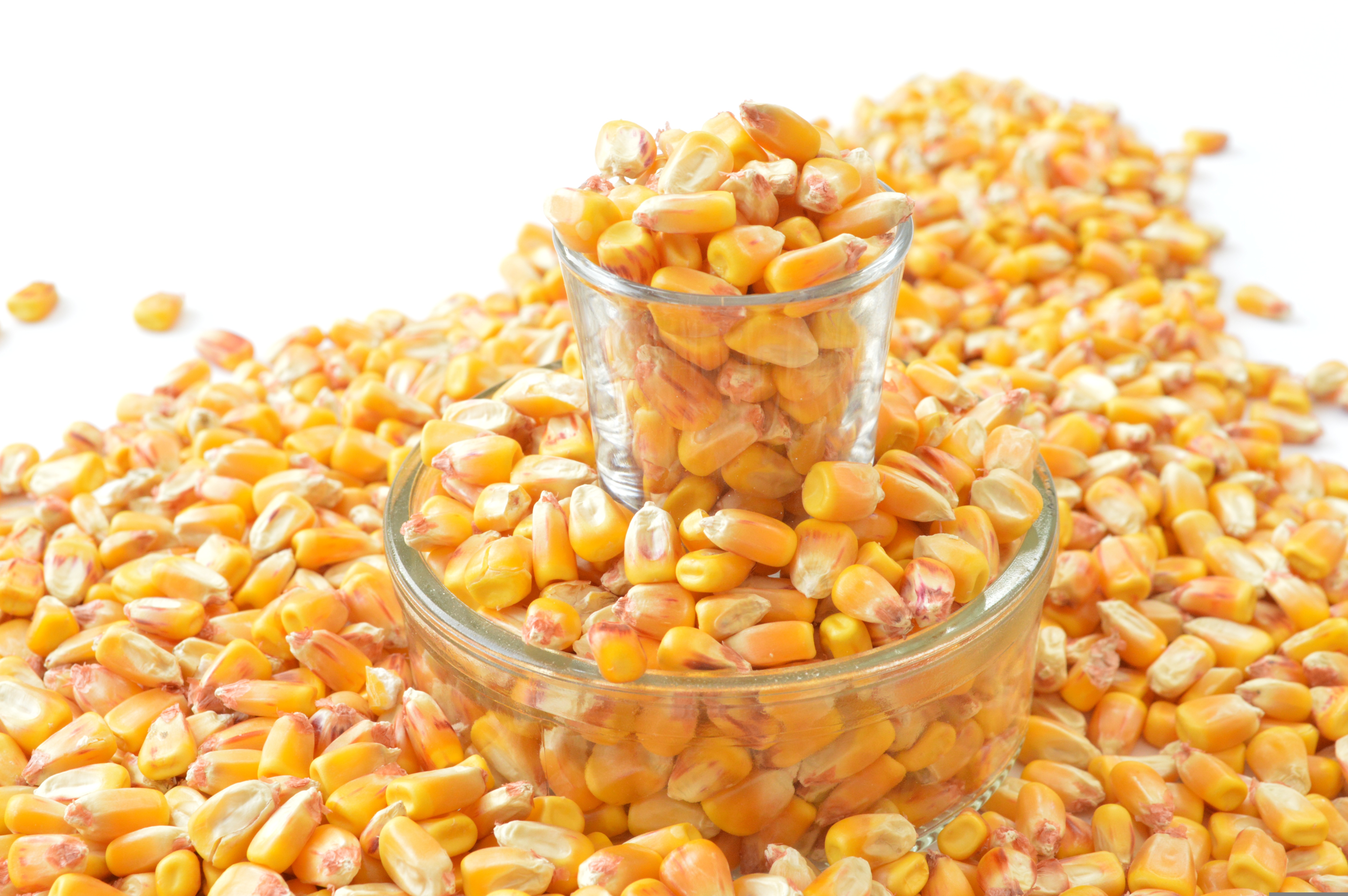 Sweet Corn